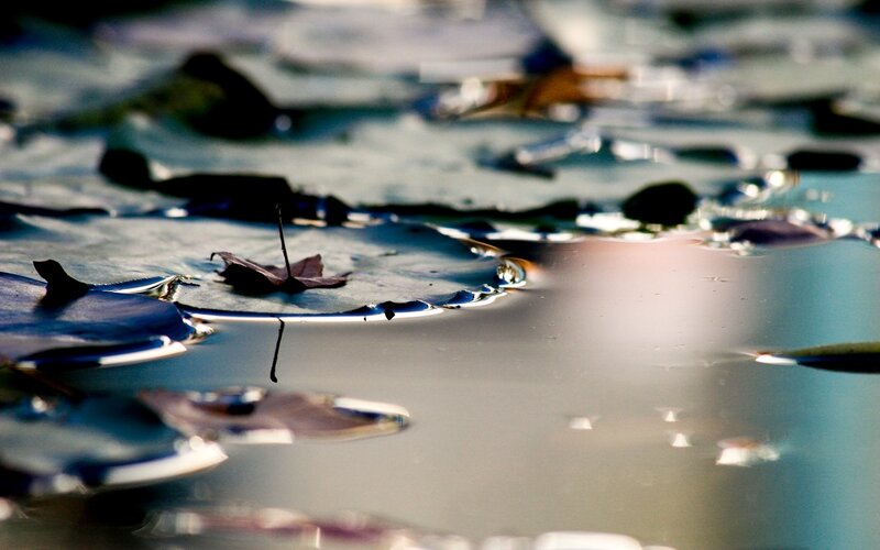 leaves on a pond surface