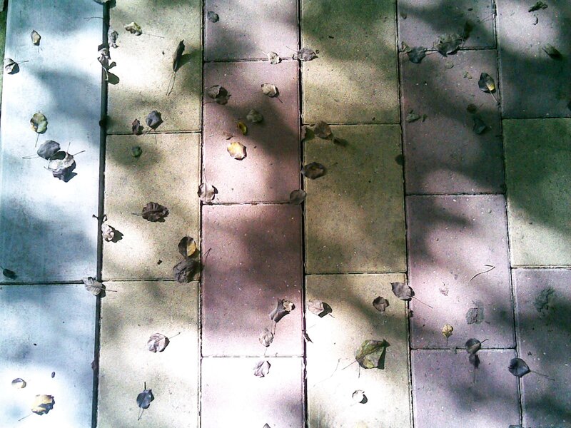 leaves on a tiled walkway
