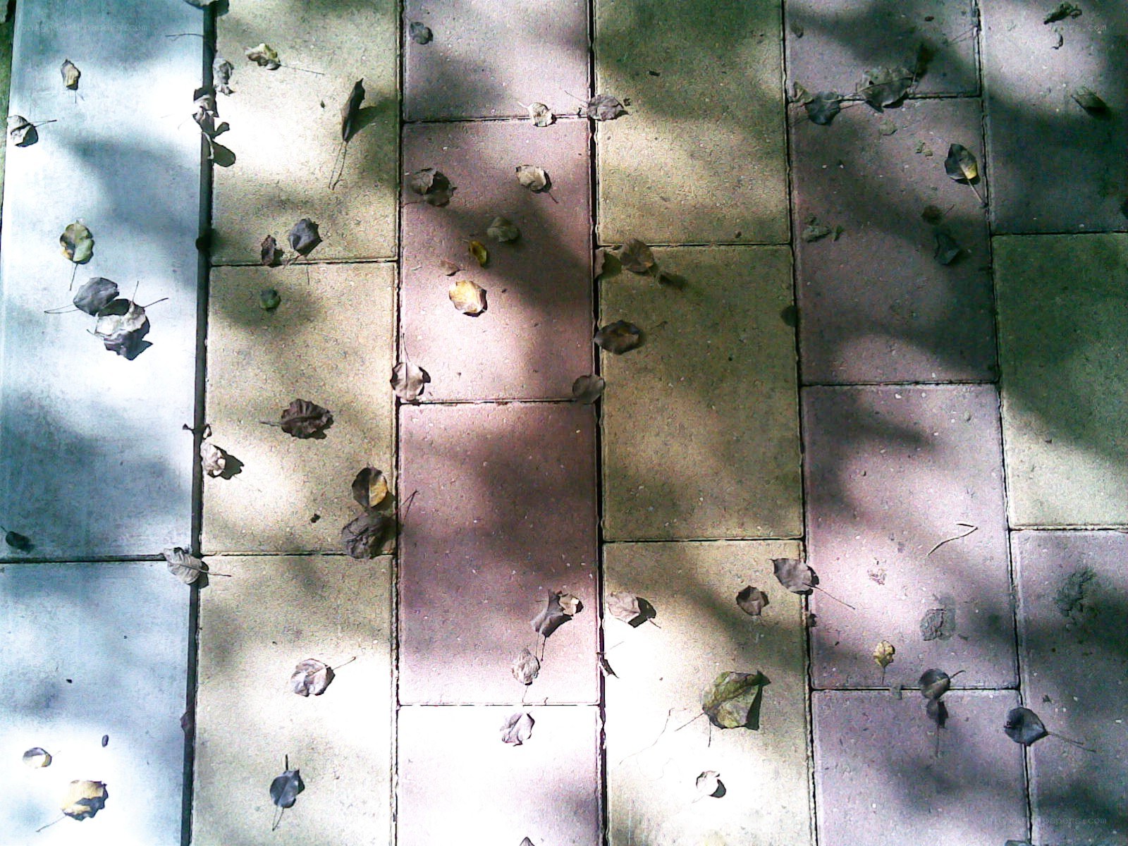 leaves on a tiled walkway