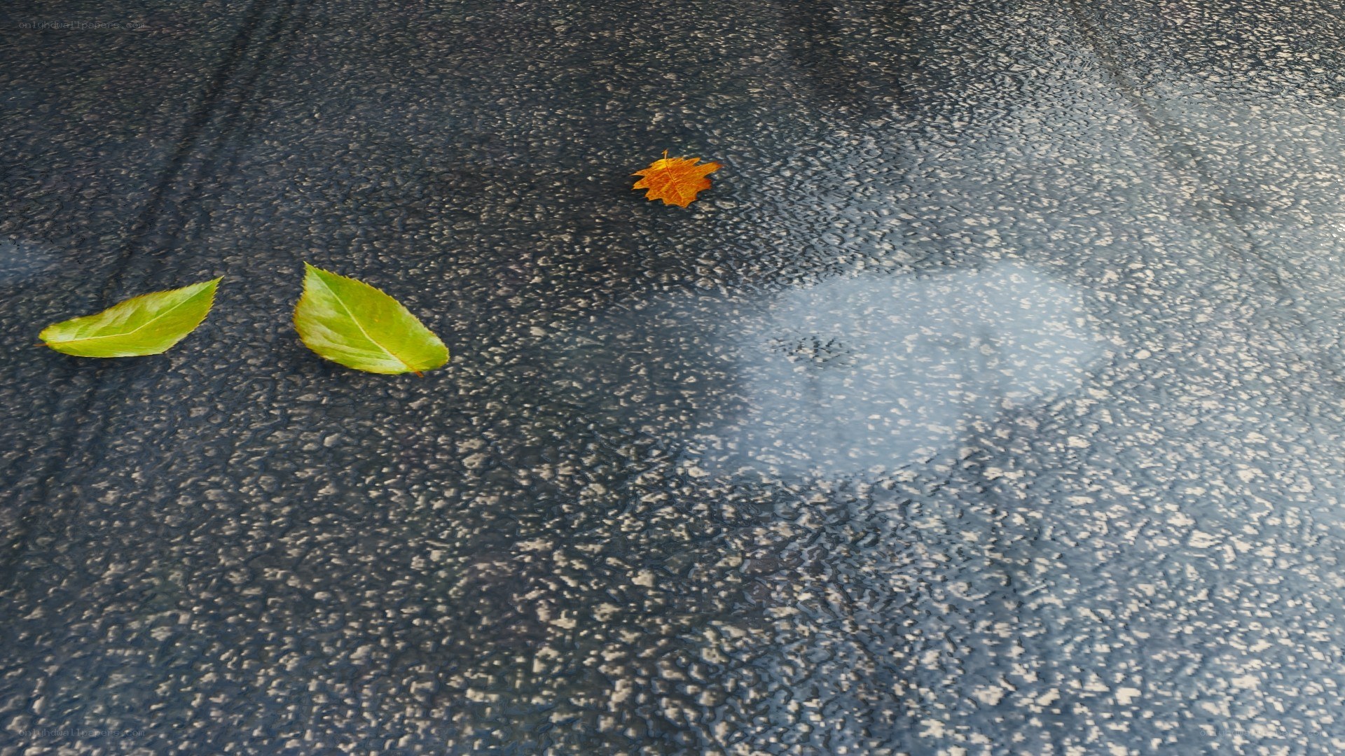 leaves on wet pavement