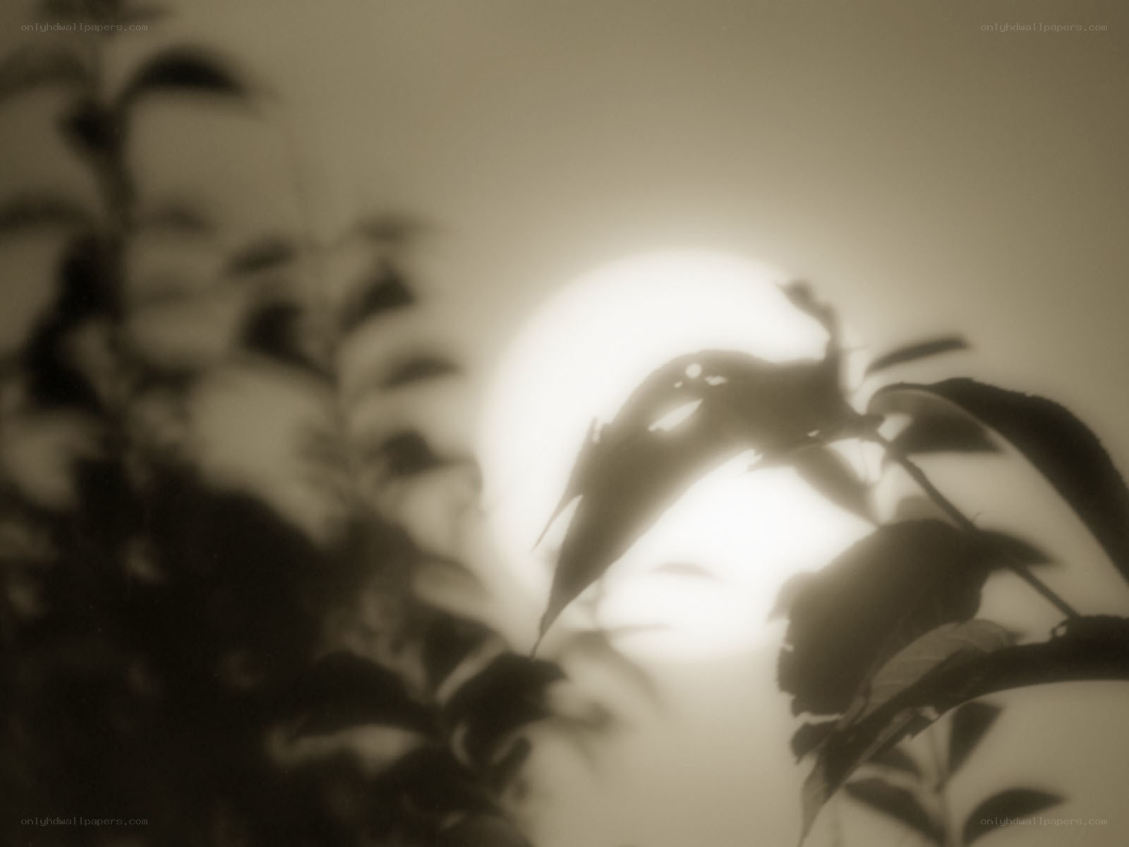 leaves silhouetted against bright light