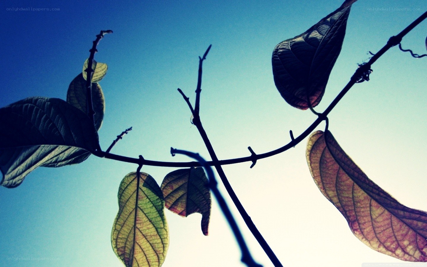 leaves silhouetted against sky