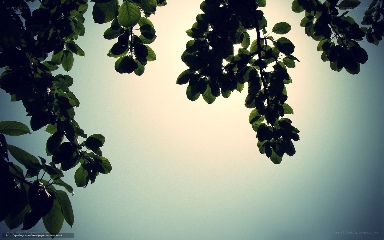 leaves silhouetted against sky
