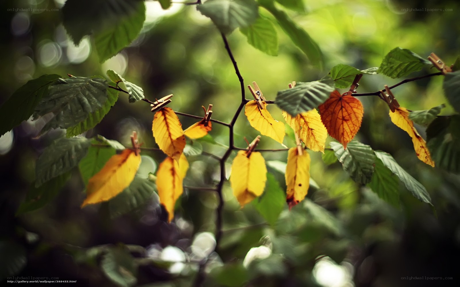 Leaves with clothespins on branch