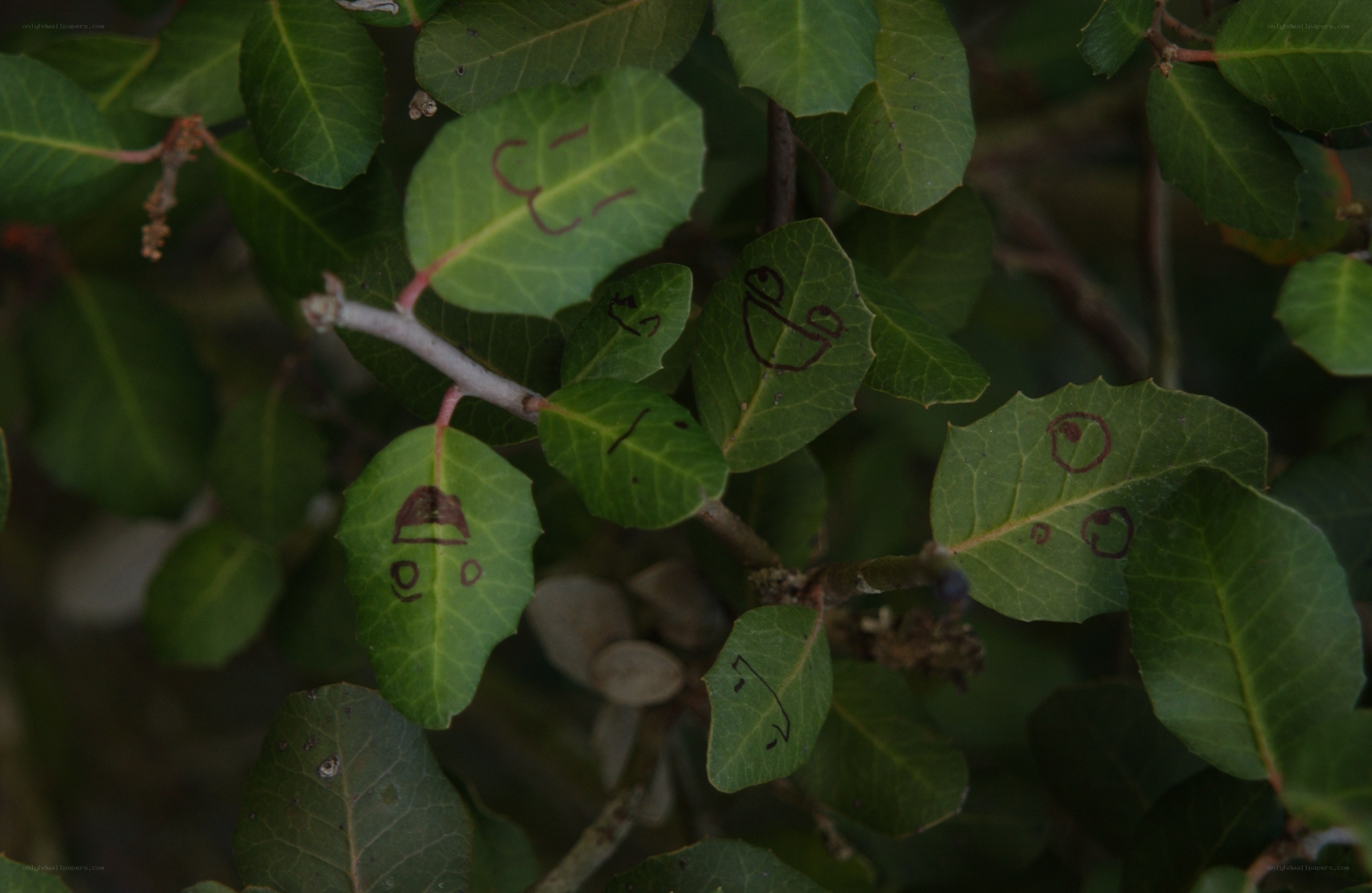 leaves with drawings