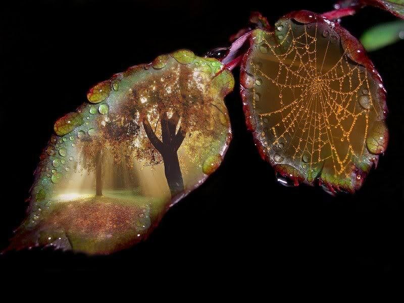 Leaves with Forest Reflection
