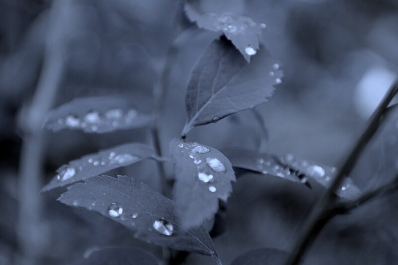 Leaves with Water Droplets — Blue