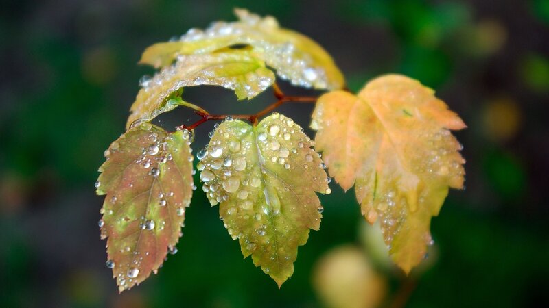 Leaves with Water Droplets — Green, Serene