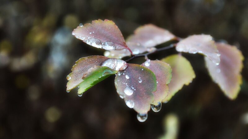 Leaves with Water Droplets — Green