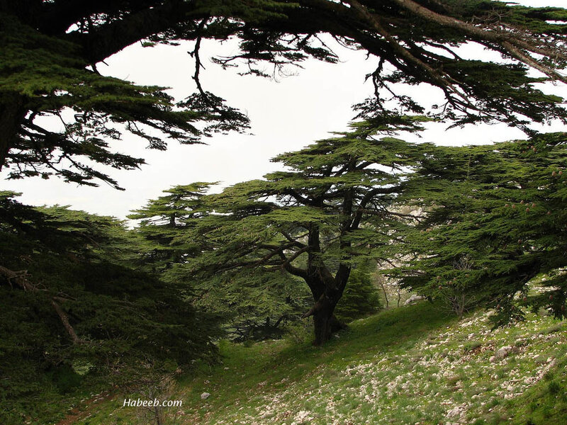 Lebanese Cedar Trees