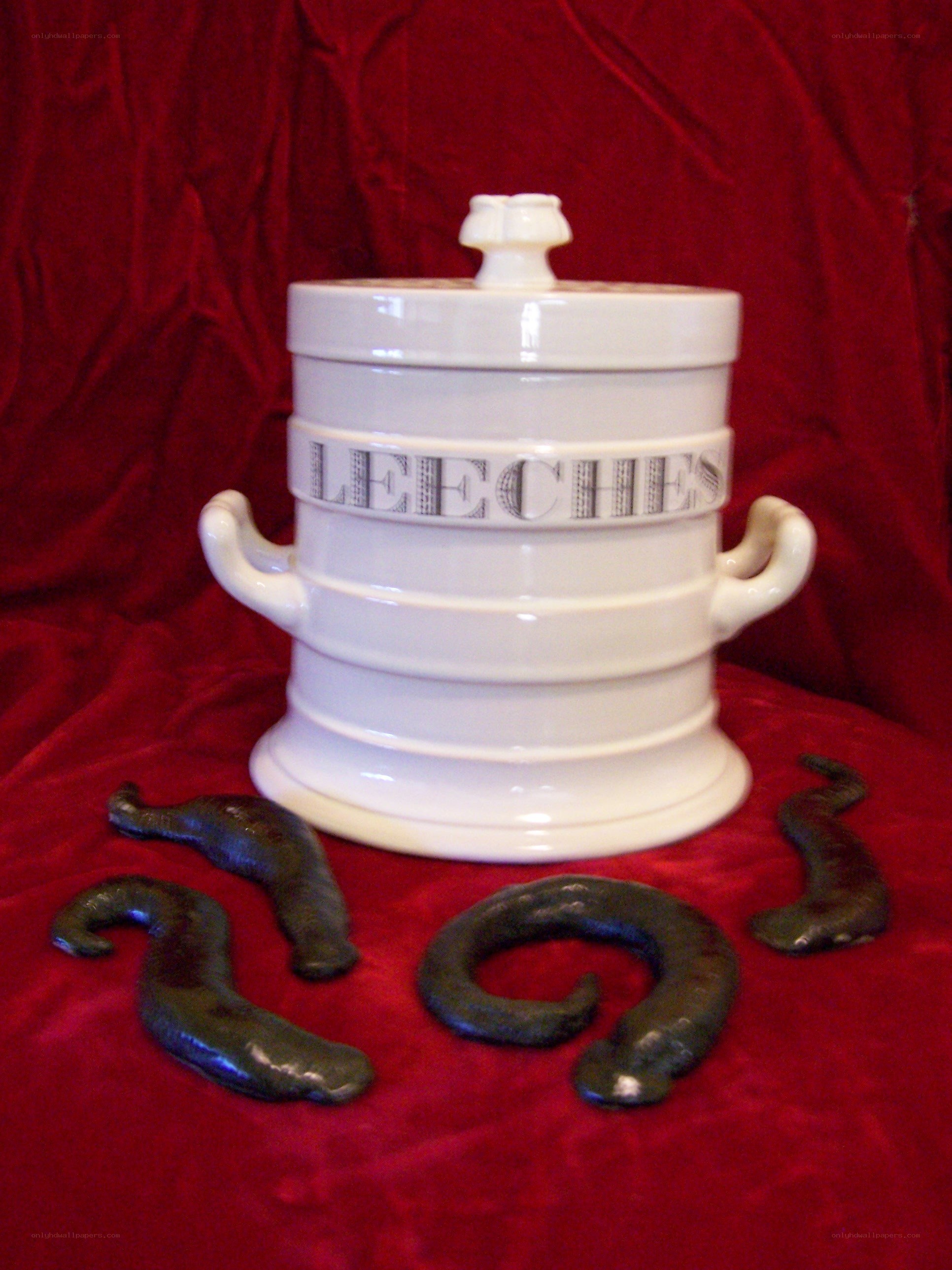 Leeches in a container