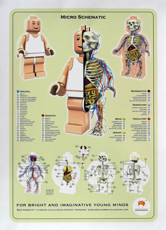 Lego anatomy chart