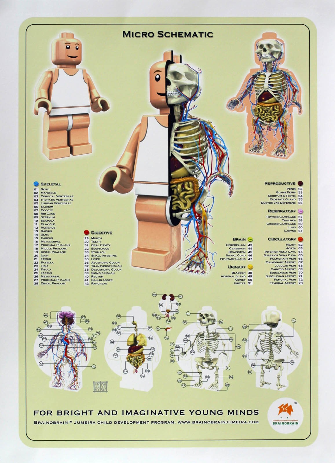 Lego anatomy chart