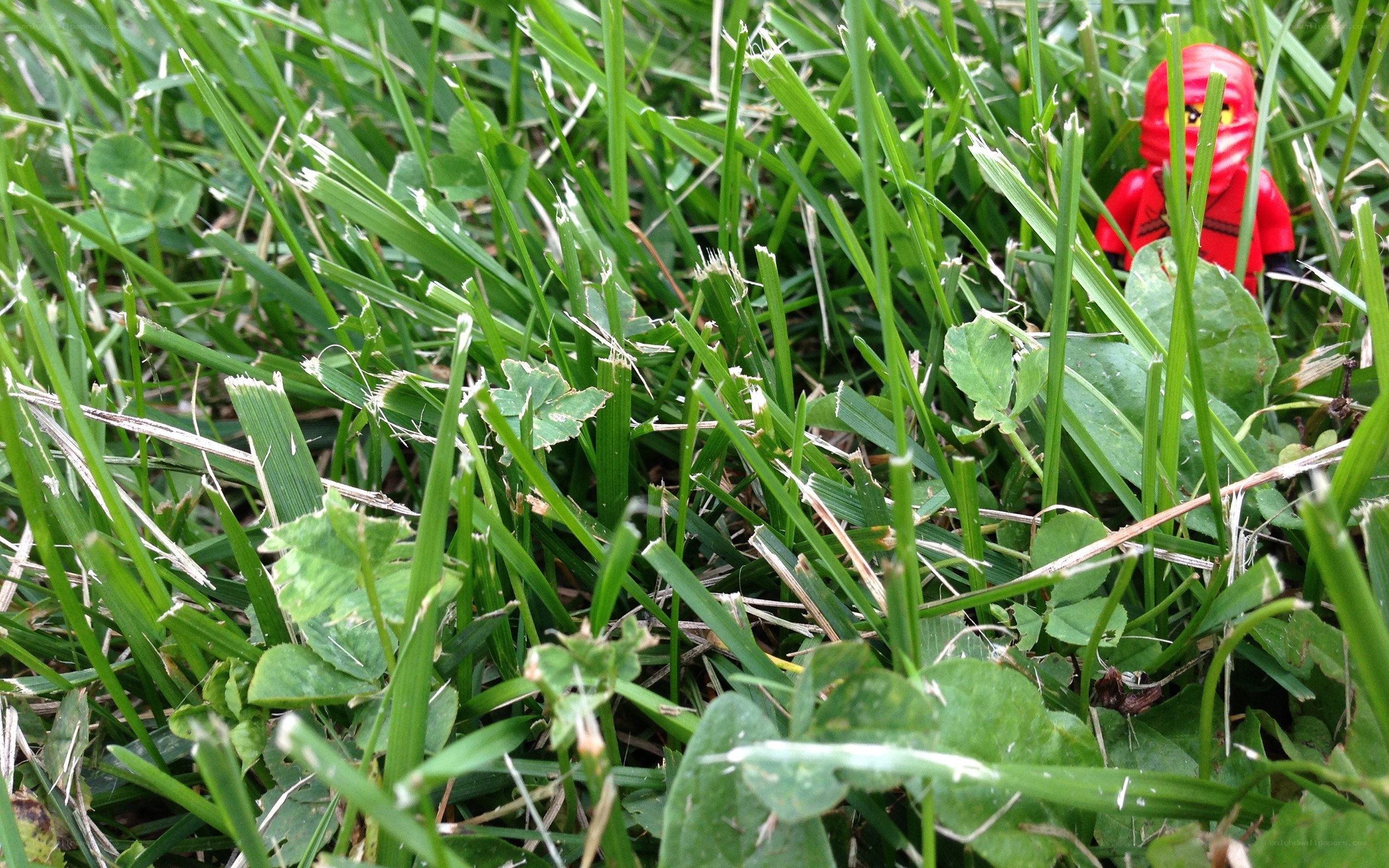 Lego ninja in grass