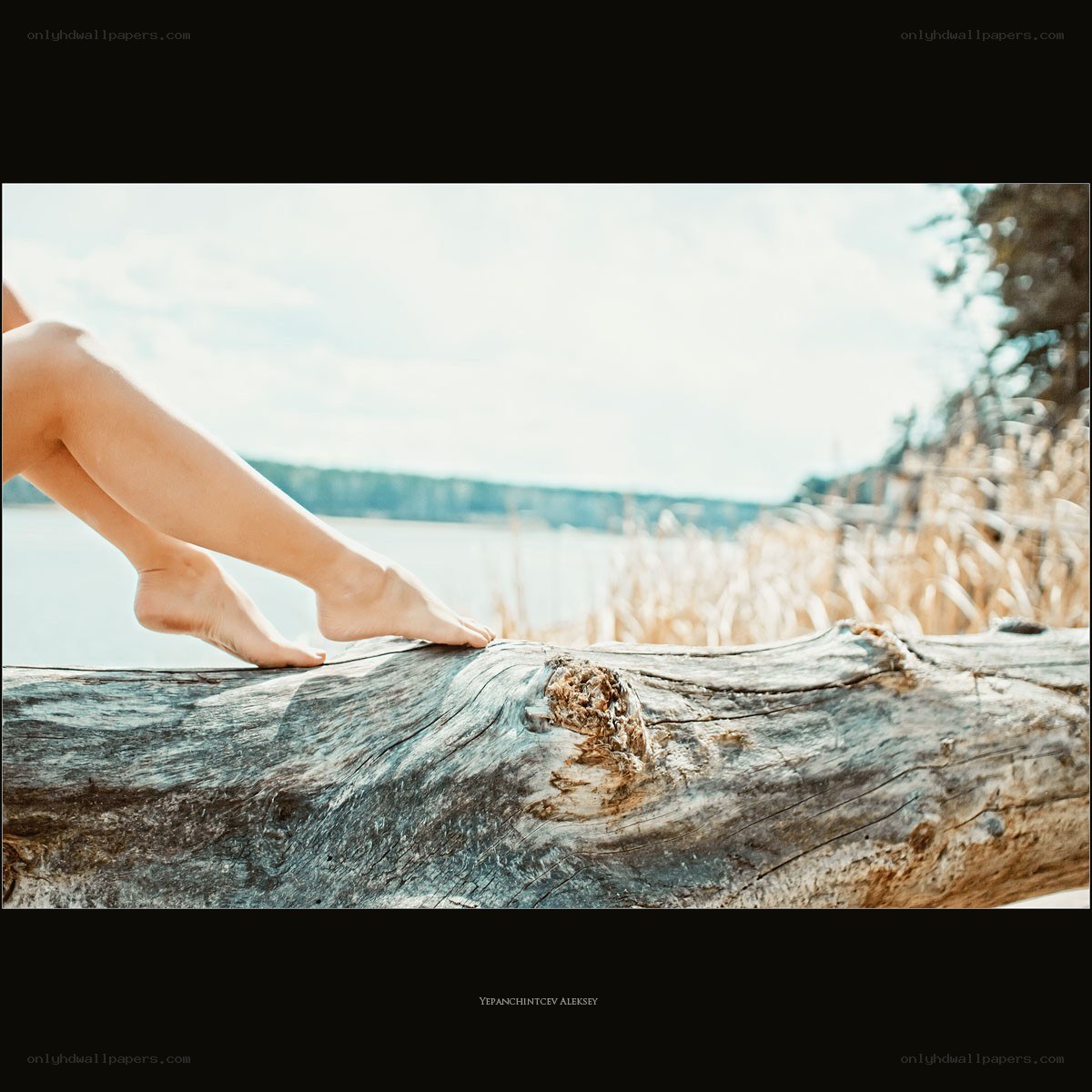 Legs on a driftwood log