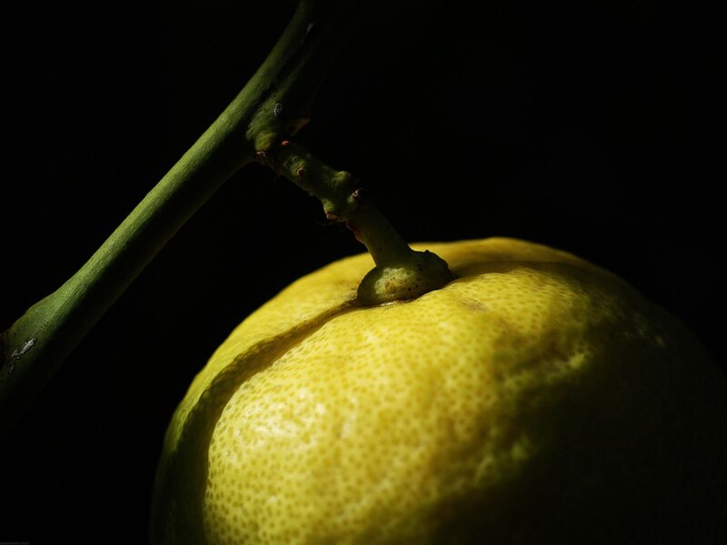 lemon on a branch