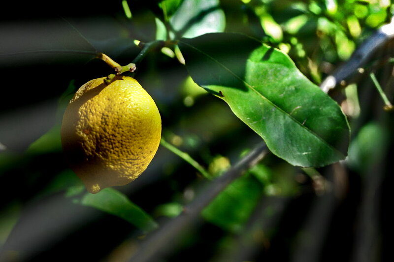 Lemon on a tree branch