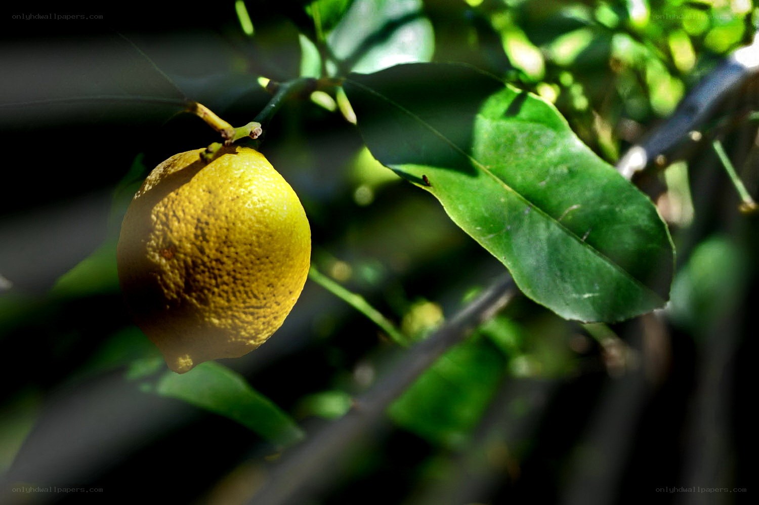 Lemon on a tree branch