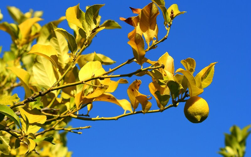 Lemon on a tree branch