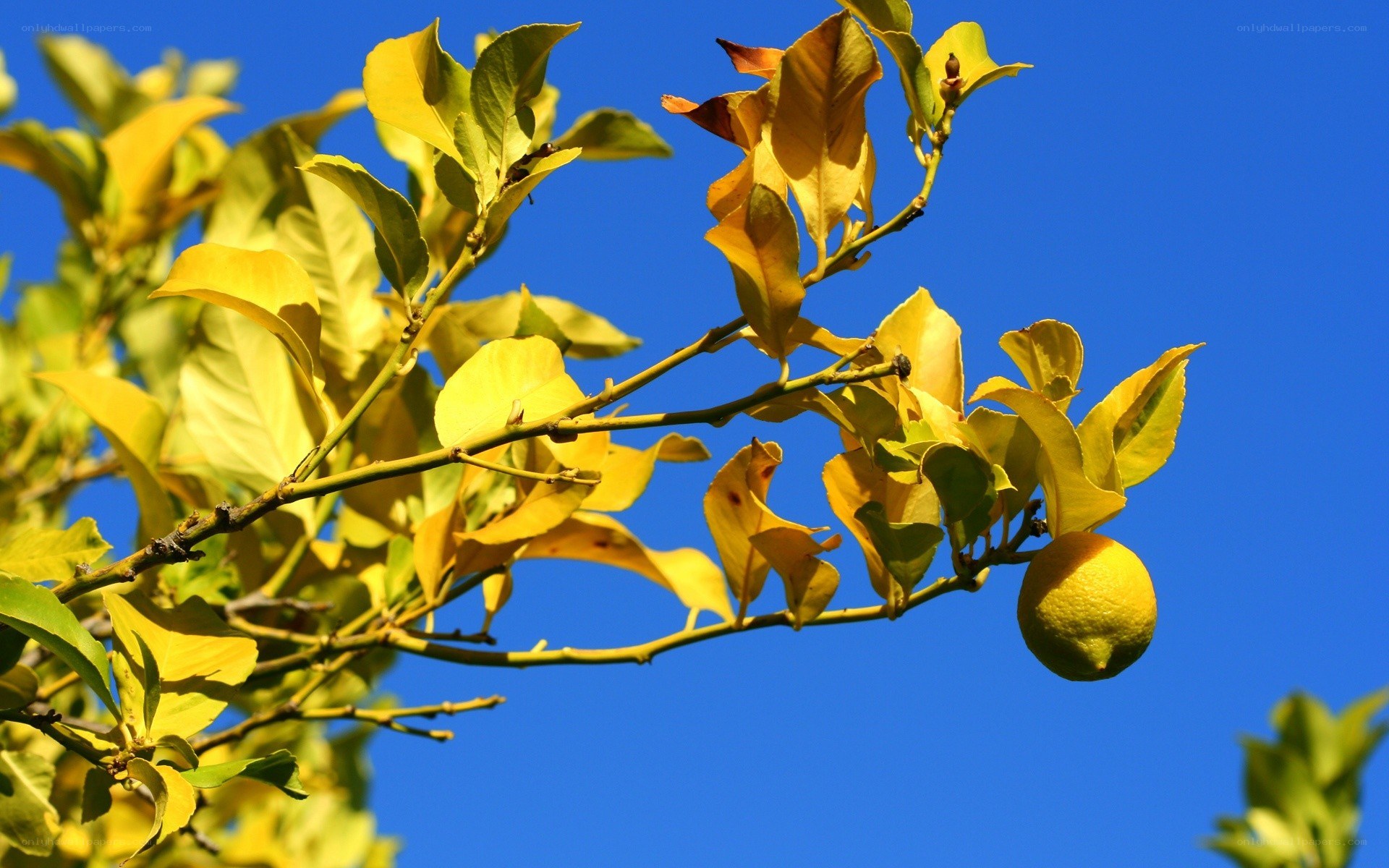 Lemon on a tree branch