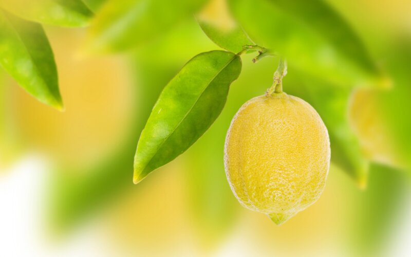 Lemon on a Tree