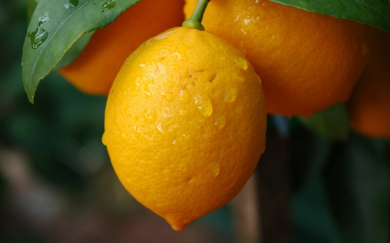 Lemon on a Tree — Yellow, Fresh
