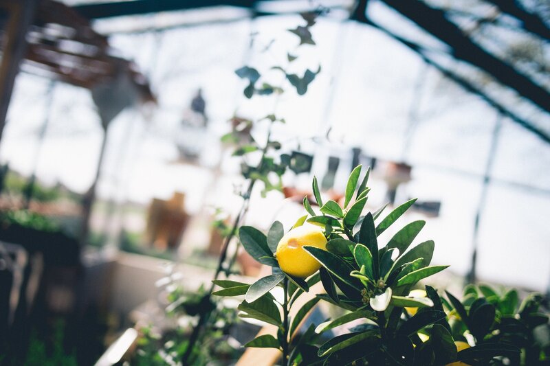 Lemon on a Tree — Yellow, Serene