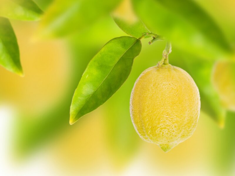 Lemon on a Tree — Yellow