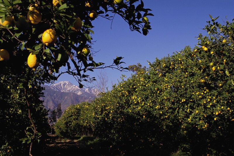 Lemon orchard with mountain view
