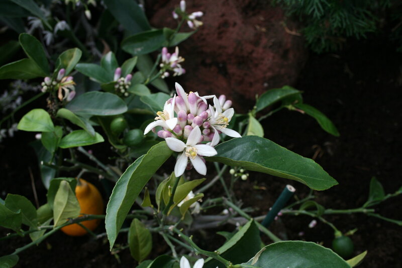 Lemon Tree Blossoms — Green