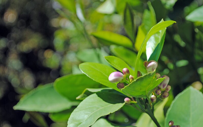 Lemon tree blossoms