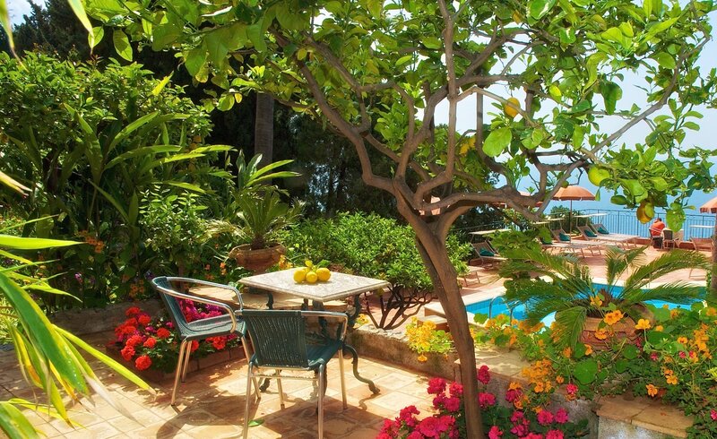 Lemon Tree in Garden — Green