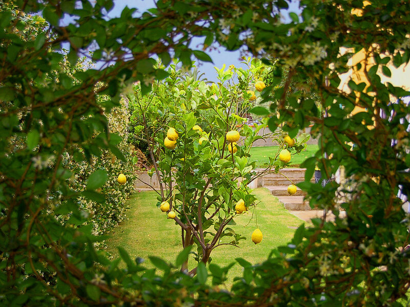 Lemon Tree in Garden