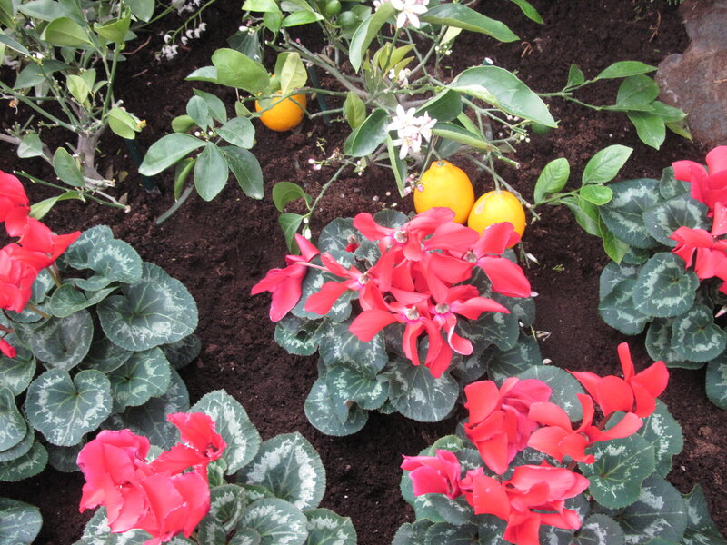 Lemon Tree with Cyclamen