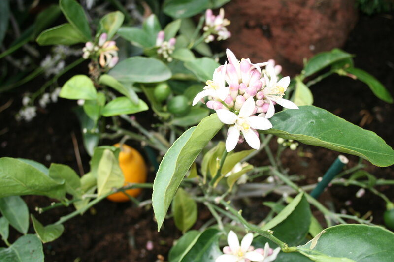 Lemon Tree with Flowers