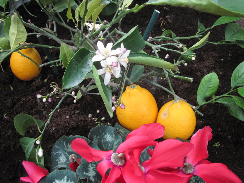 Lemon Tree with Flowers — Yellow