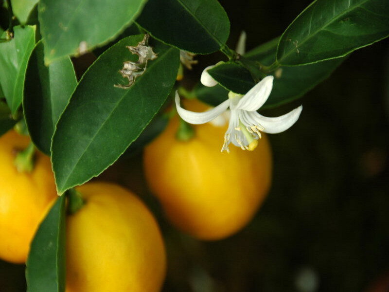lemon tree with fruit and flower
