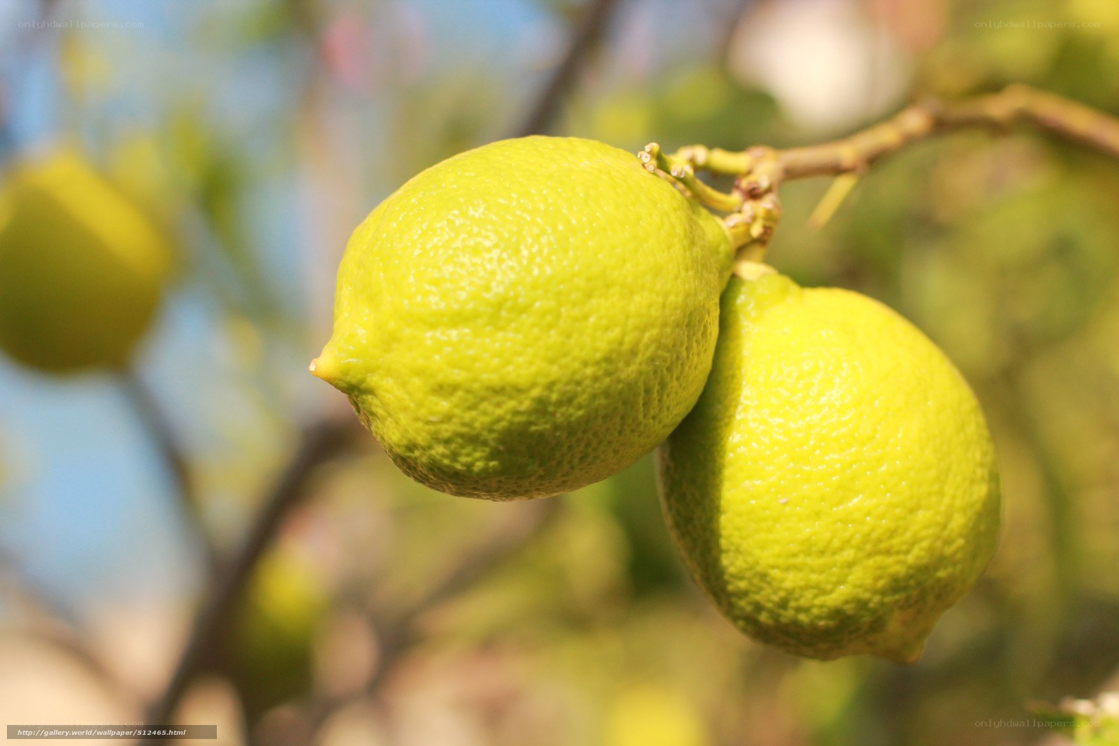 Lemons on a tree branch