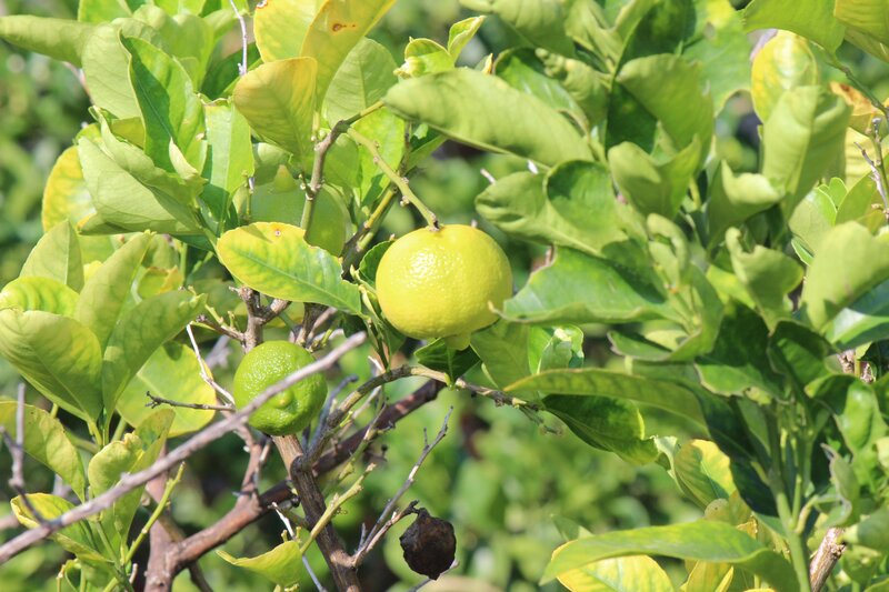 Lemons on a tree branch