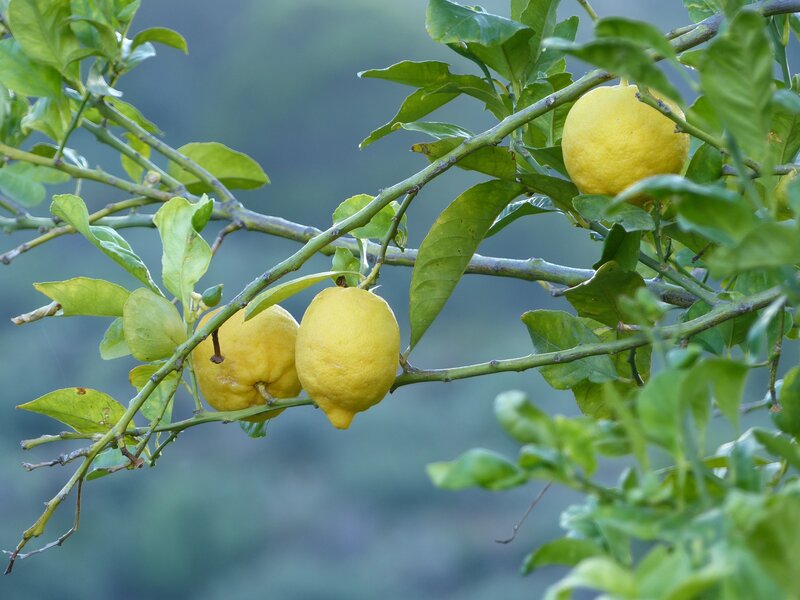 Lemons on a tree branch