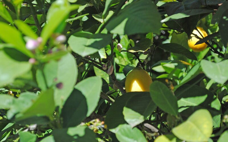 Lemons on a Tree — Green