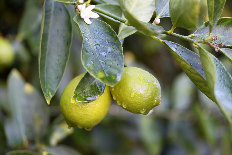 Lemons on a tree with flowers