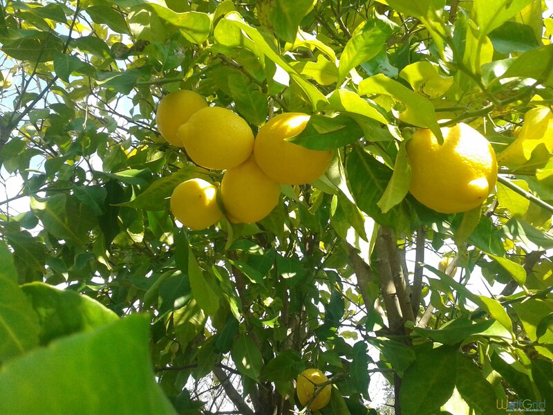 Lemons on a Tree — Yellow, Bright