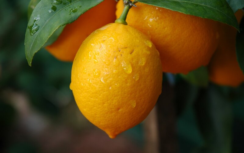 Lemons on a Tree — Yellow, Fresh