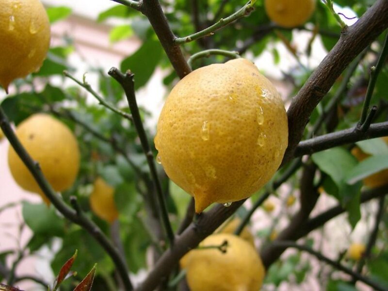 Lemons on a Tree — Yellow, Natural, Afternoon