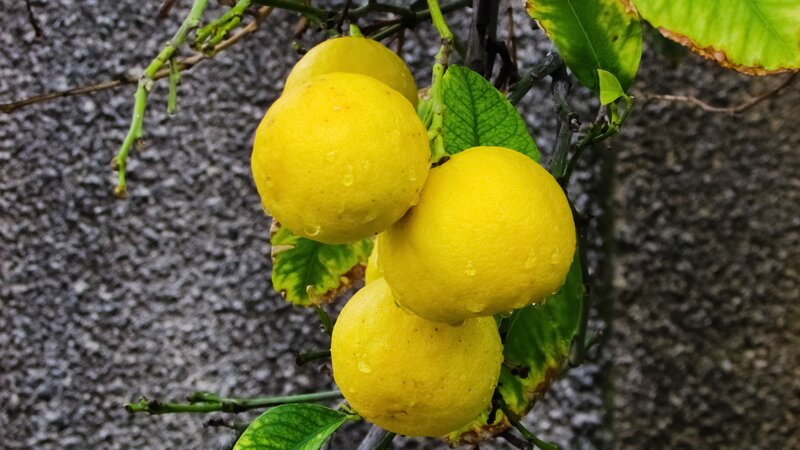 Lemons on a Tree — Yellow, Natural, Photograph