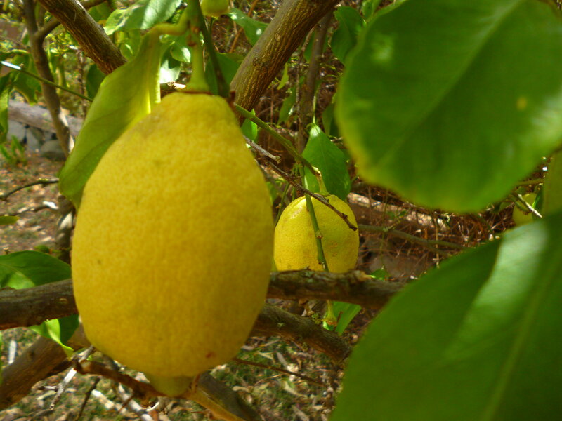 Lemons on a Tree — Yellow, Natural