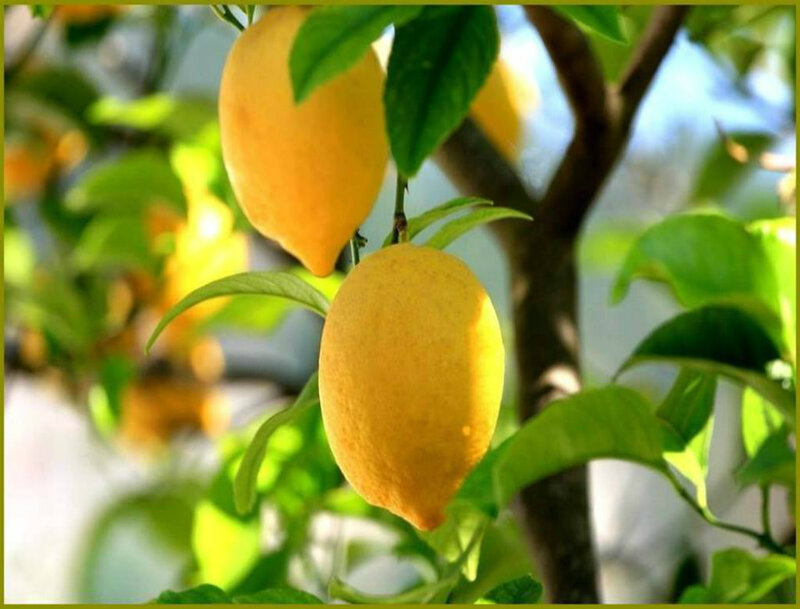 Lemons on a Tree — Yellow, Serene