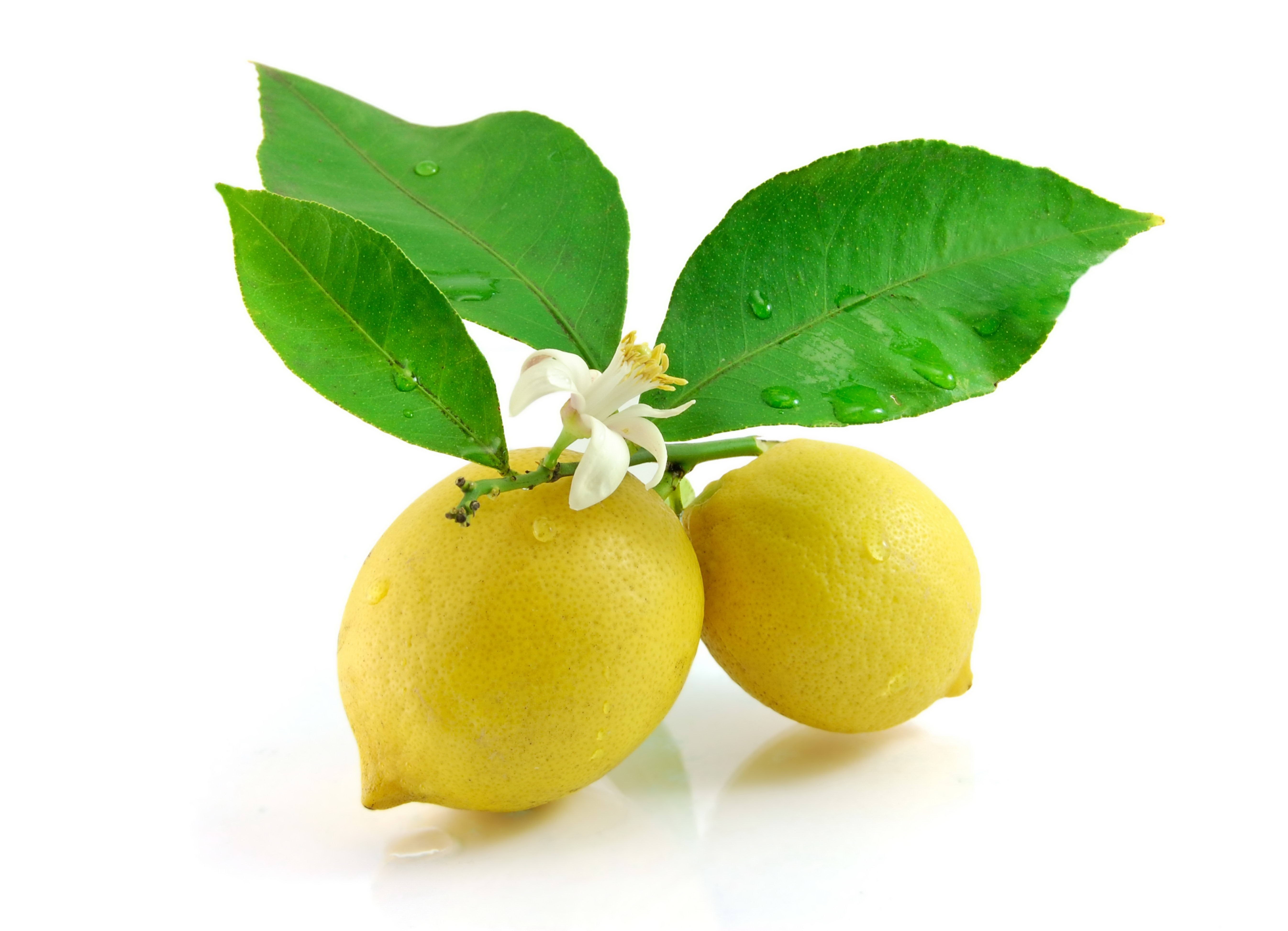 lemons with leaves and flower