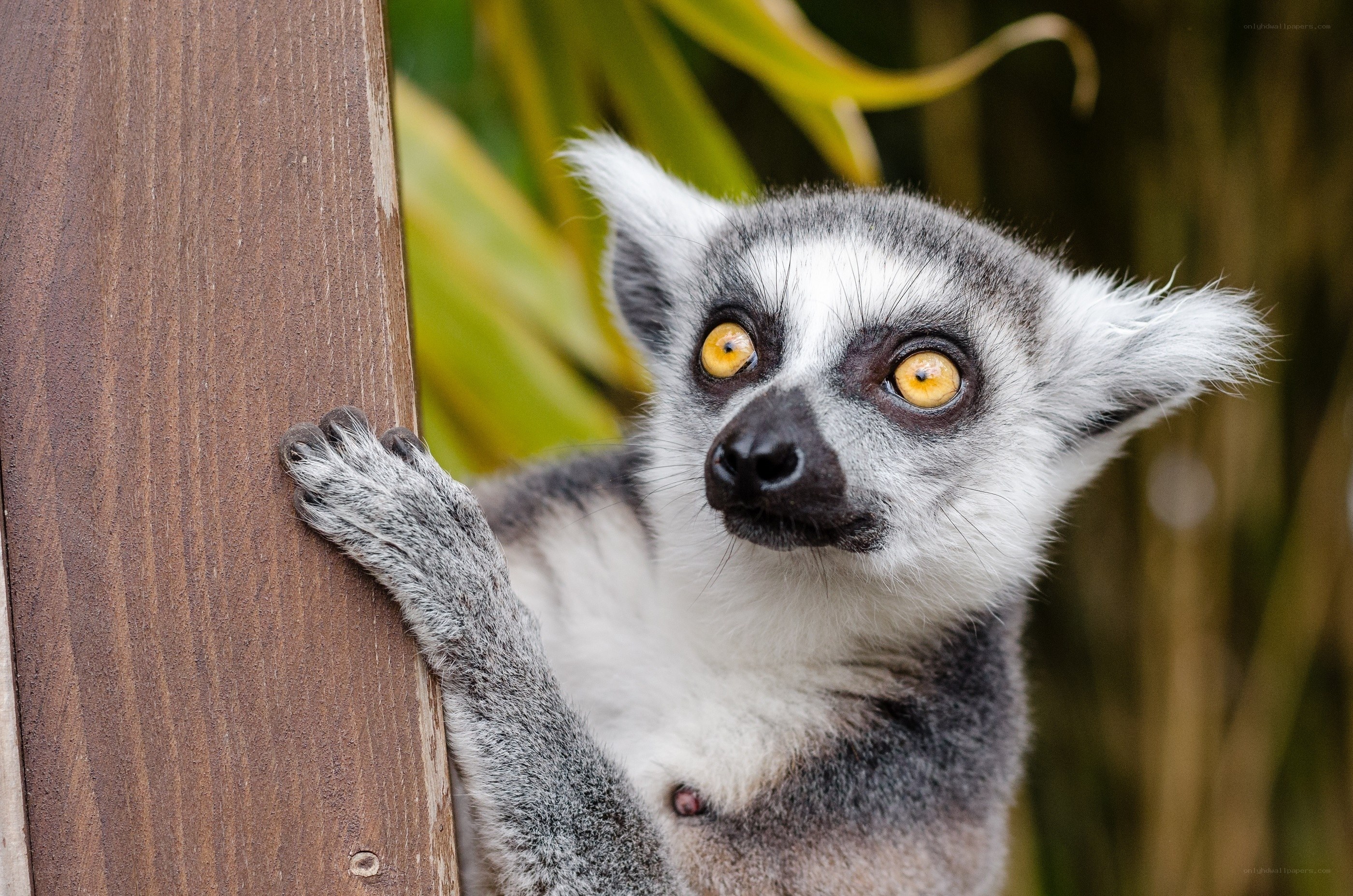 lemur clinging to wood